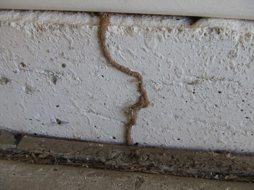Find out If Termites Have Taken up Residence in Your Place of Respite!, image size:1082x812