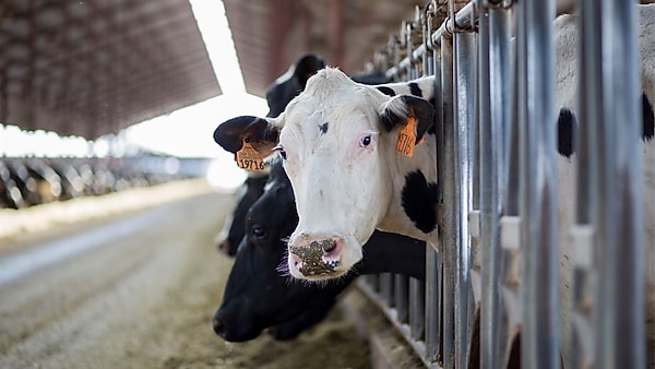 “You are what you eat” applies more than just humans.