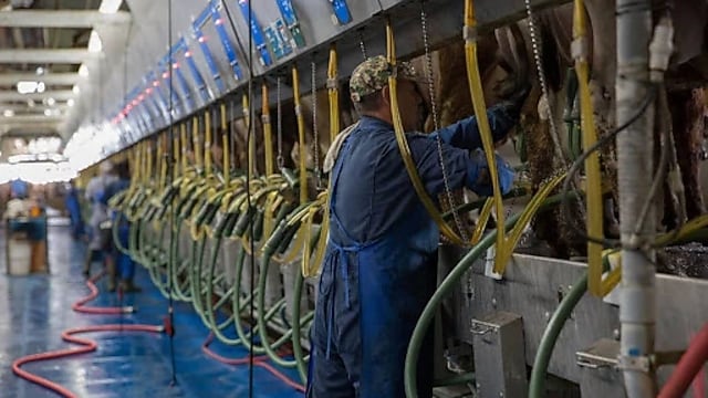 Why Smart Tech Might Be the Secret to Healthier Cows