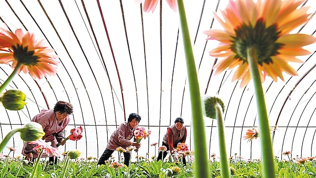 Green thumb culture seen blooming