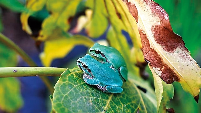 Spotless tree toads could make Shanghai comeback