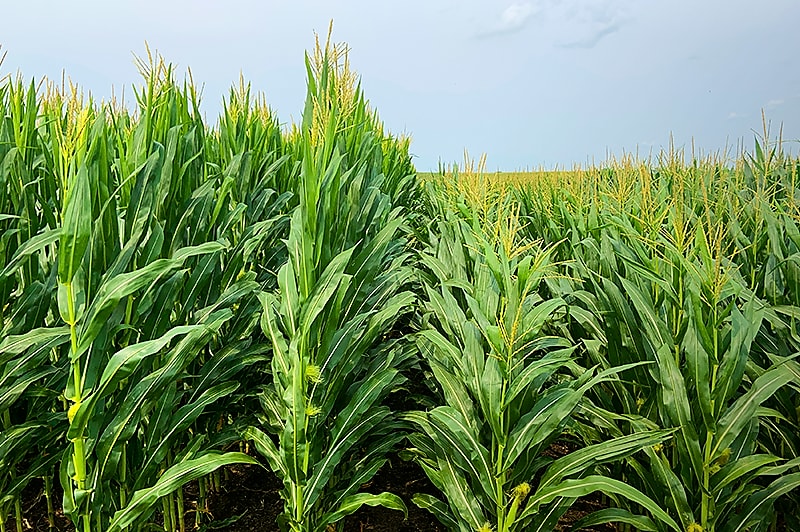 The Smart Corn System will revolutionize how corn is grown