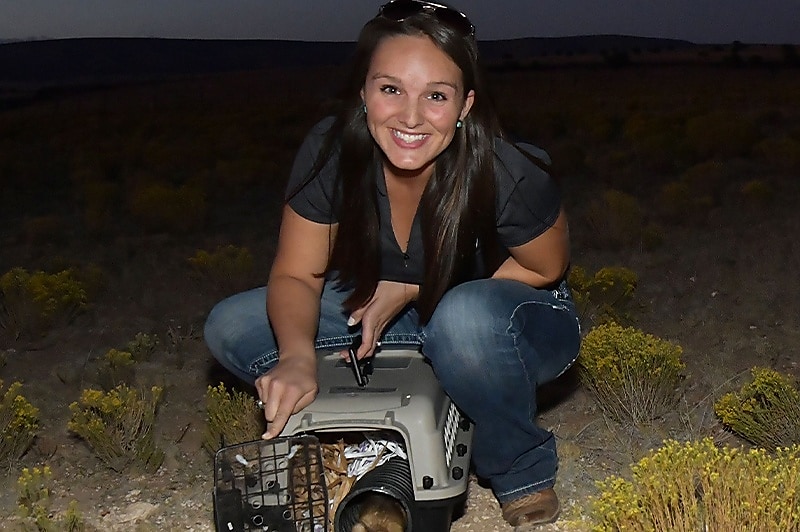 From Sheep to Owls and More: The Wildlife Conservation Efforts in Arizona